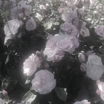 陰キャはアイドルの私