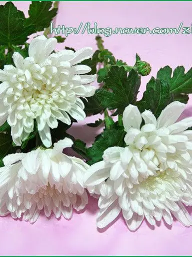 Duality_Rui의 볼좀꺼x괜찮아요