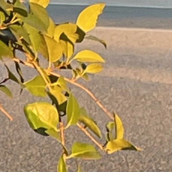 내 친구는 게으름쟁이.