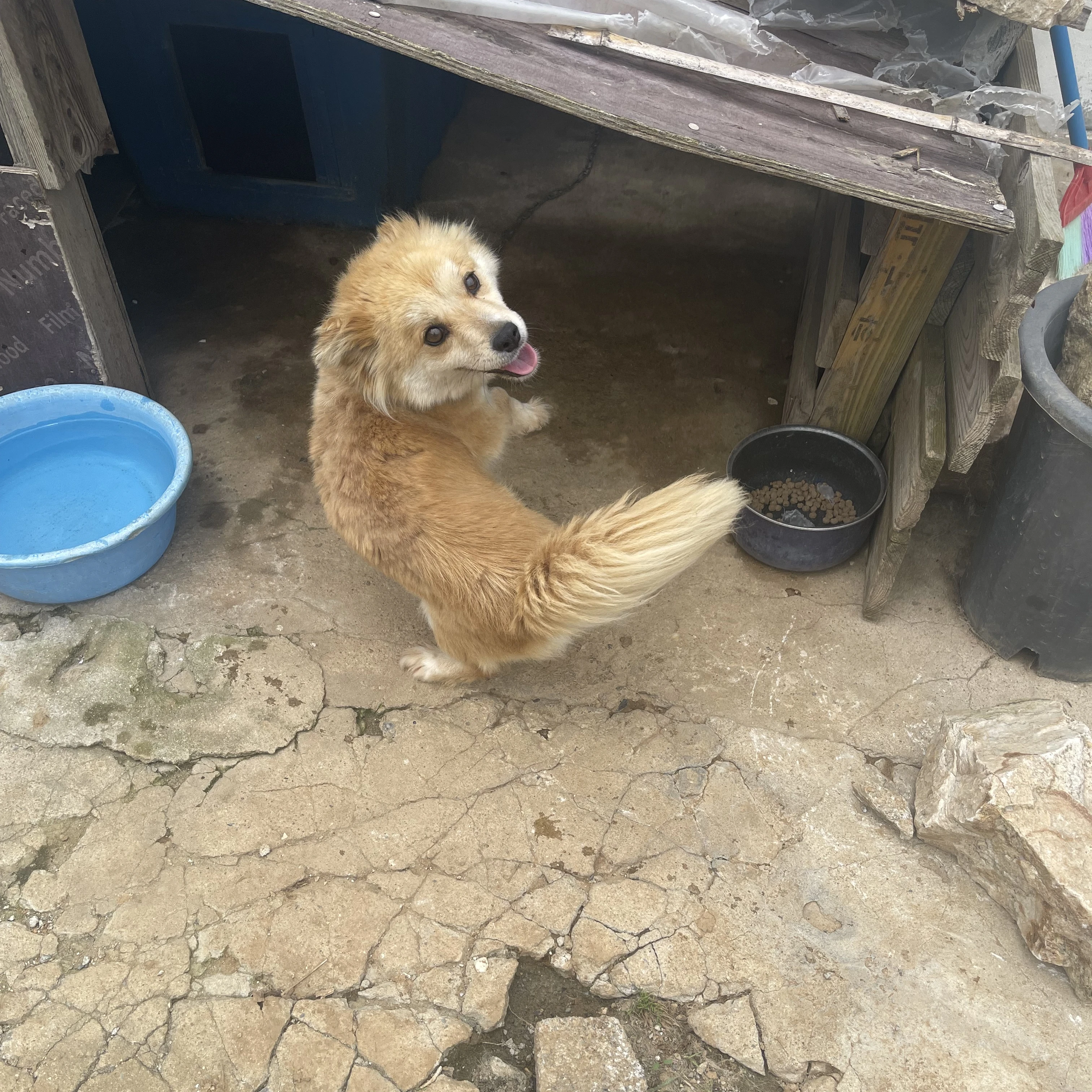 조선시대에 떨어짐