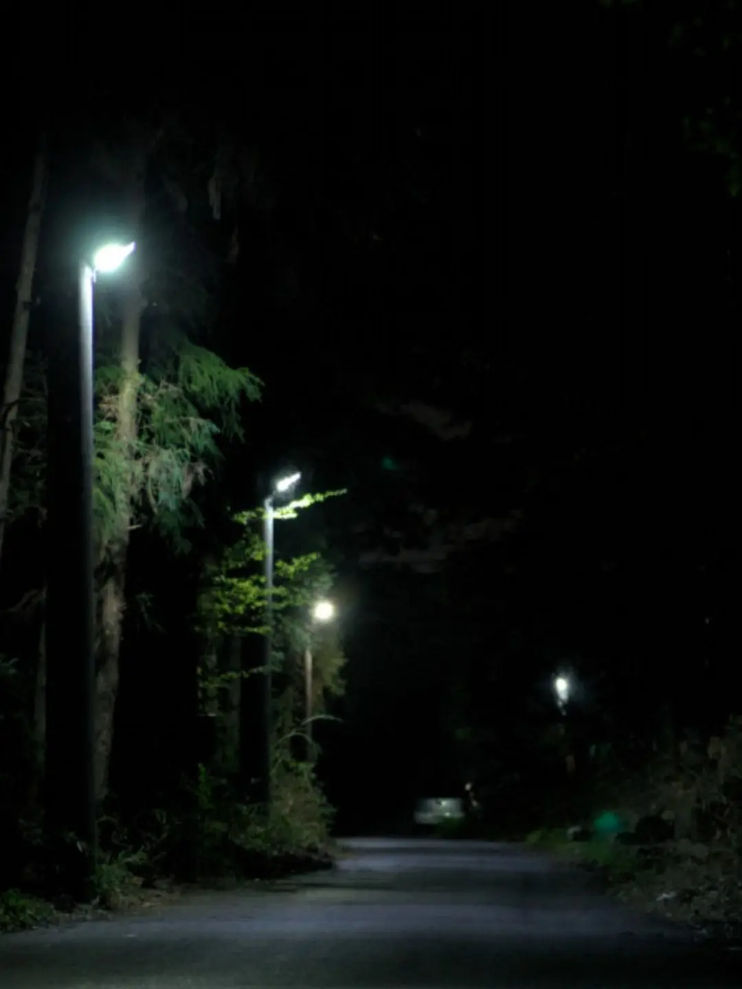 SnarlyBatch7633의 夜道