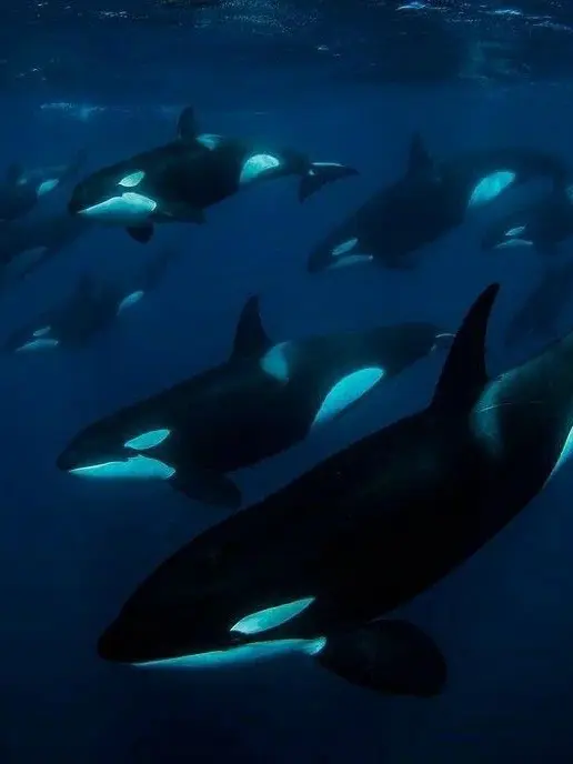 SuperbTakin2068의 Orca pod