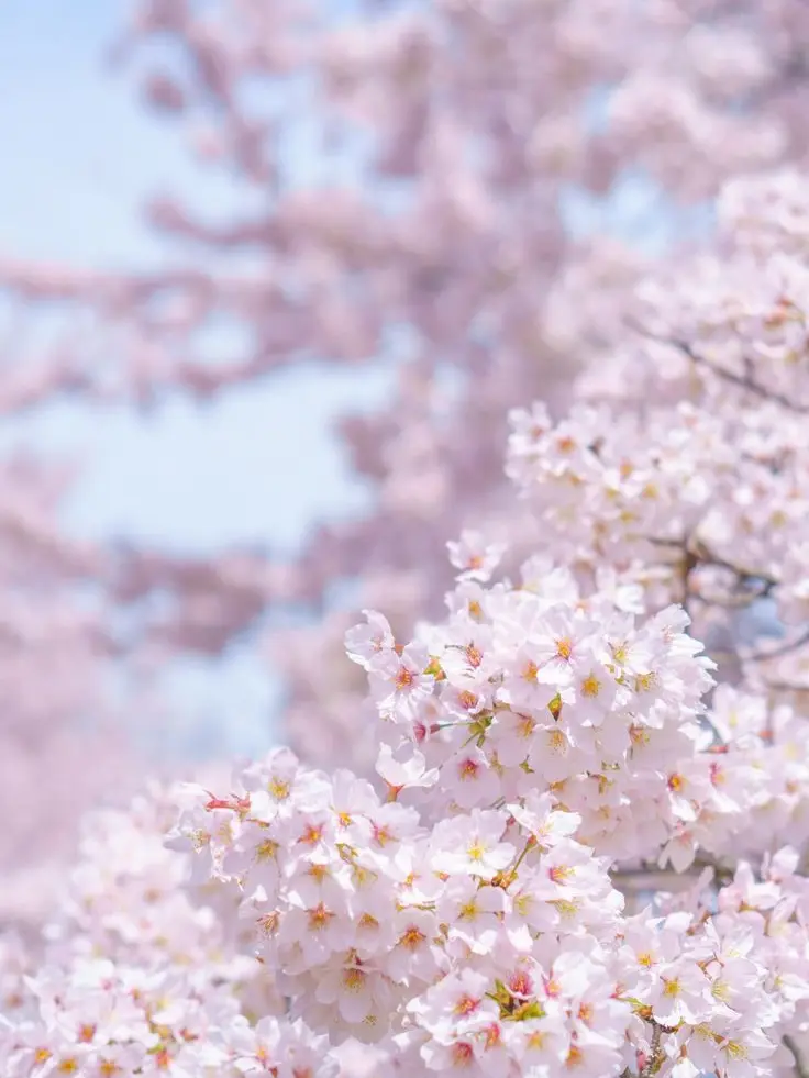 Skr_Mt.Mi의 🌸