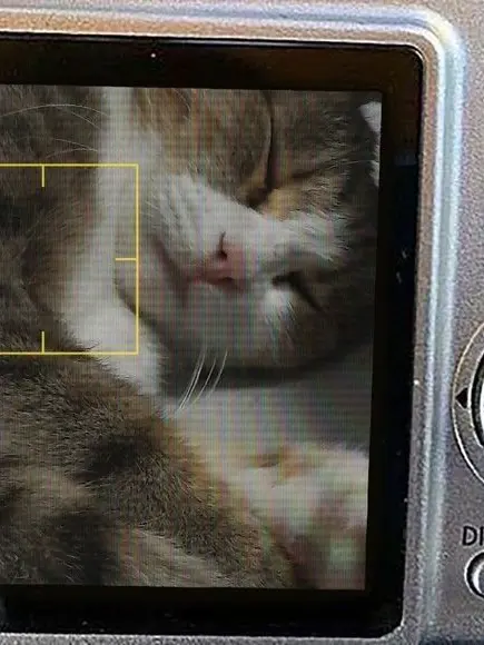 _snow의 패러다이스 + 여우 , 늑대