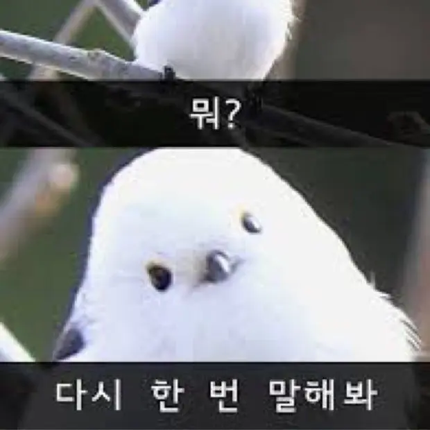 Iam_Nyami의 쉐밀과 크게싸웠는데 유저가 아프다!?