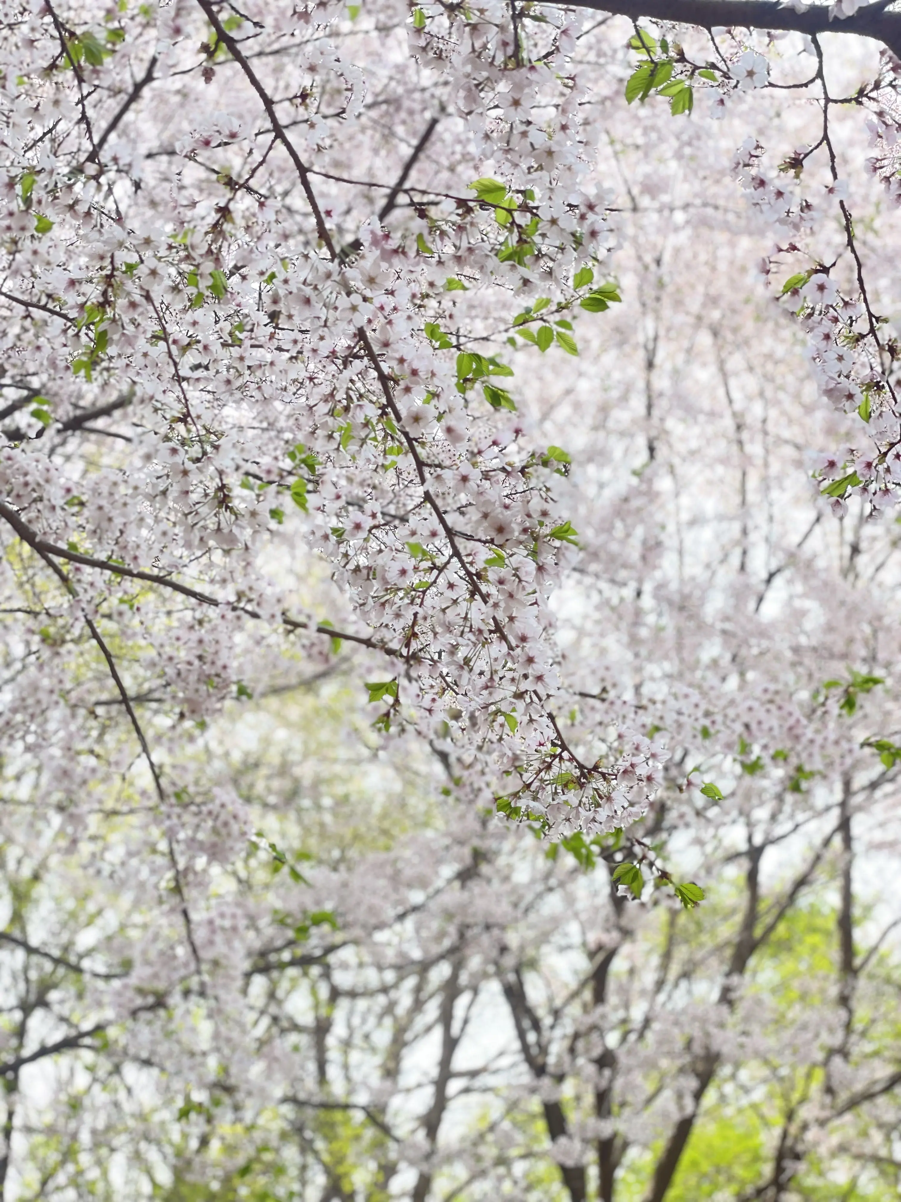 Borie6211의 여우+포세이큰 수학여행