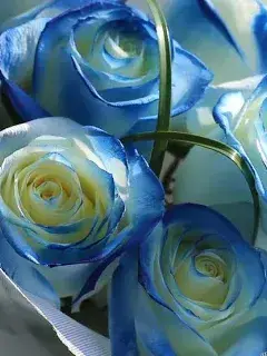 BoredSkin0944의 와르르 패밀리 포켓몬