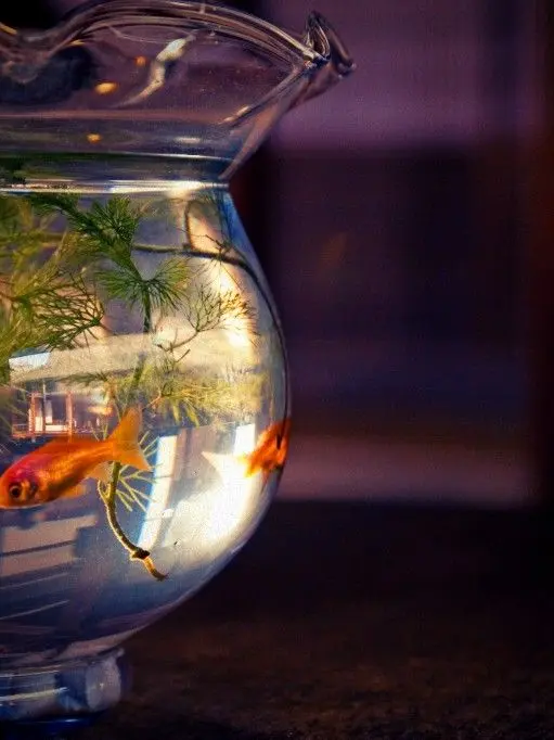 eda_micci의 金魚鉢
