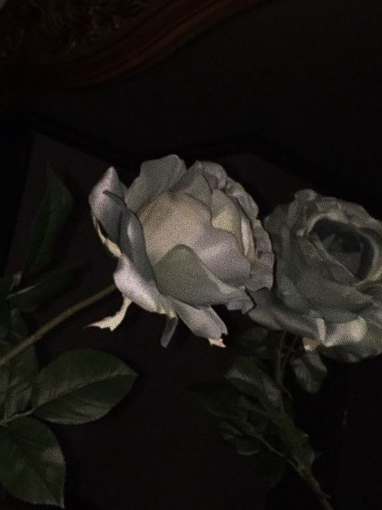 데인 대표 이미지