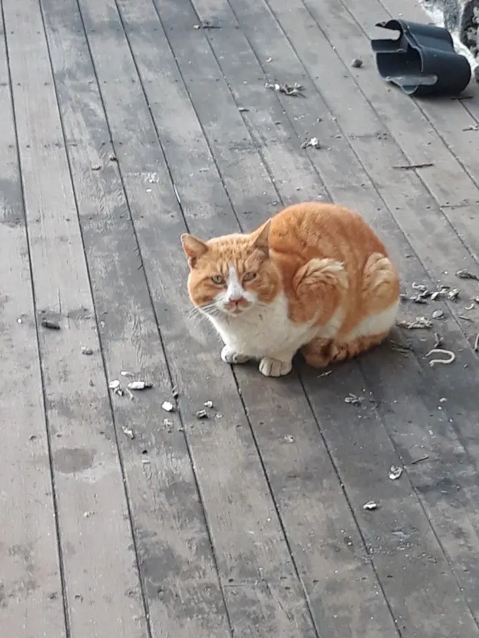 Hicaly의 팀샐과 여행! 그런데 여우