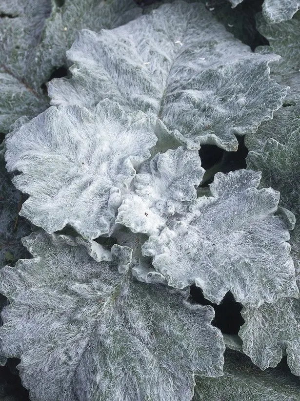 FaintOboe9670의 우리는 좀더 가까워 질 수 있을까?