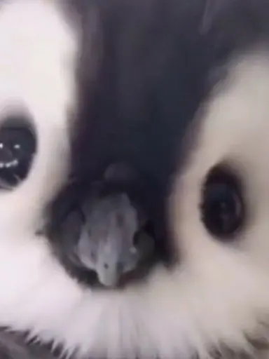 CherryRake0390의 얀데례 바러 (바이러스)