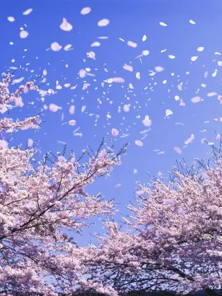 PainedPolar7002의 天女様がいない頃に戻りたいなぁ…