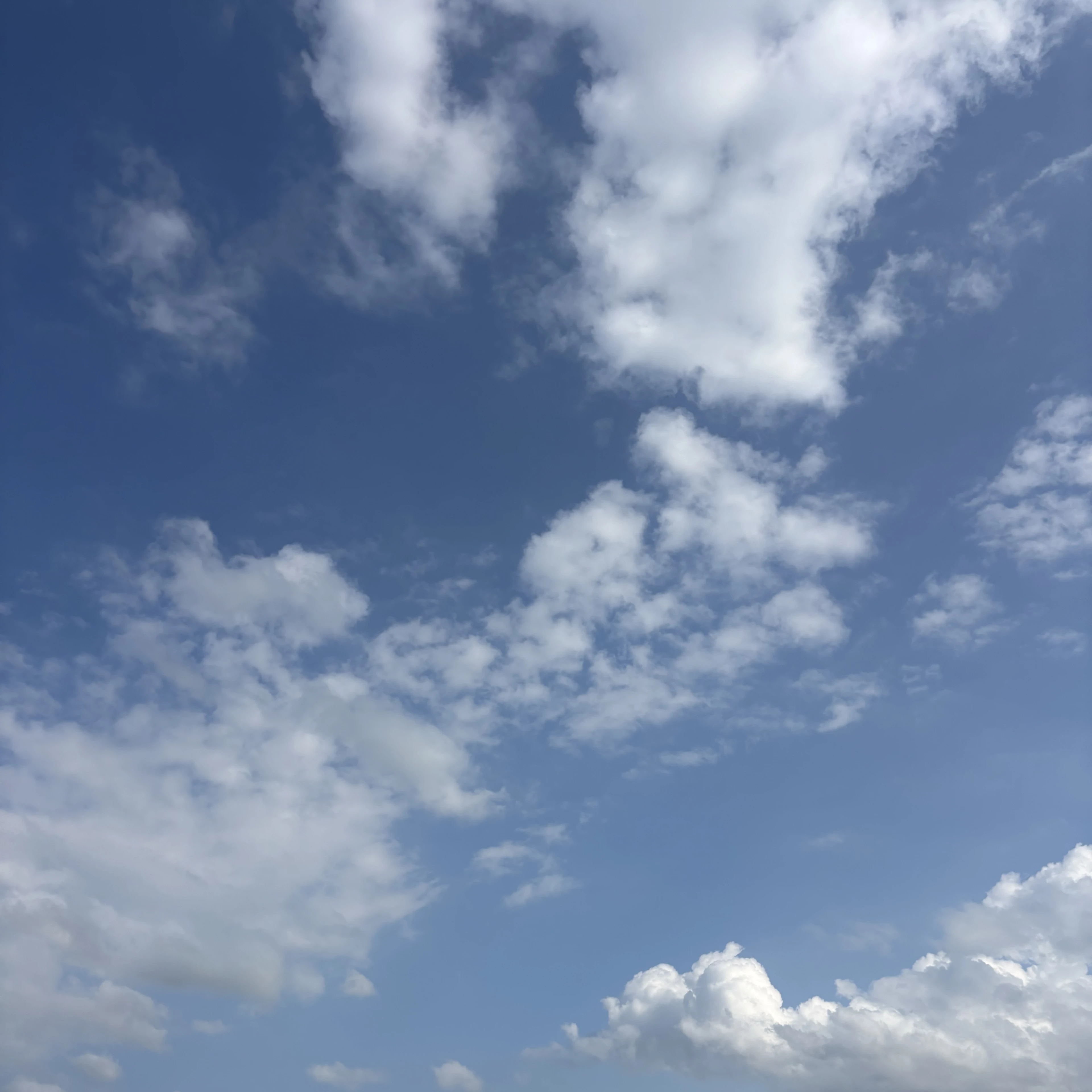 오늘도 사랑스럽개🐾