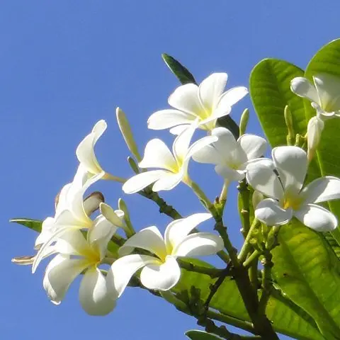 BossyTiger3504의 캐더린 콜린