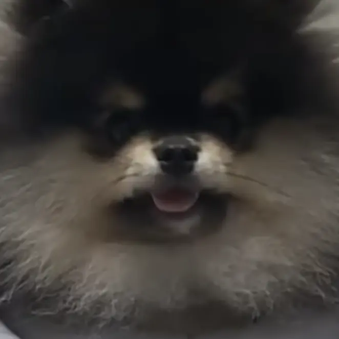 WindyVideo3708의 몰리로 살아남기