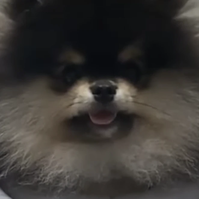 몰리로 살아남기