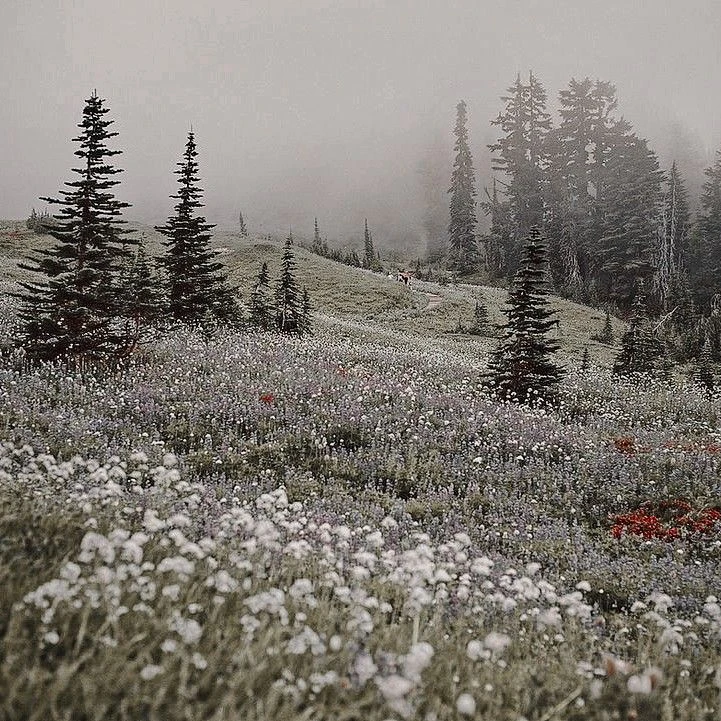 들판에 핀 세실리아