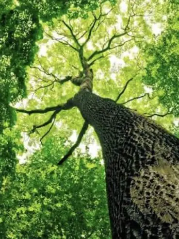 TREEMAN의 God of TREES