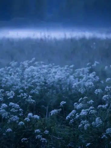 Kitanokino의 私の小さな遺産