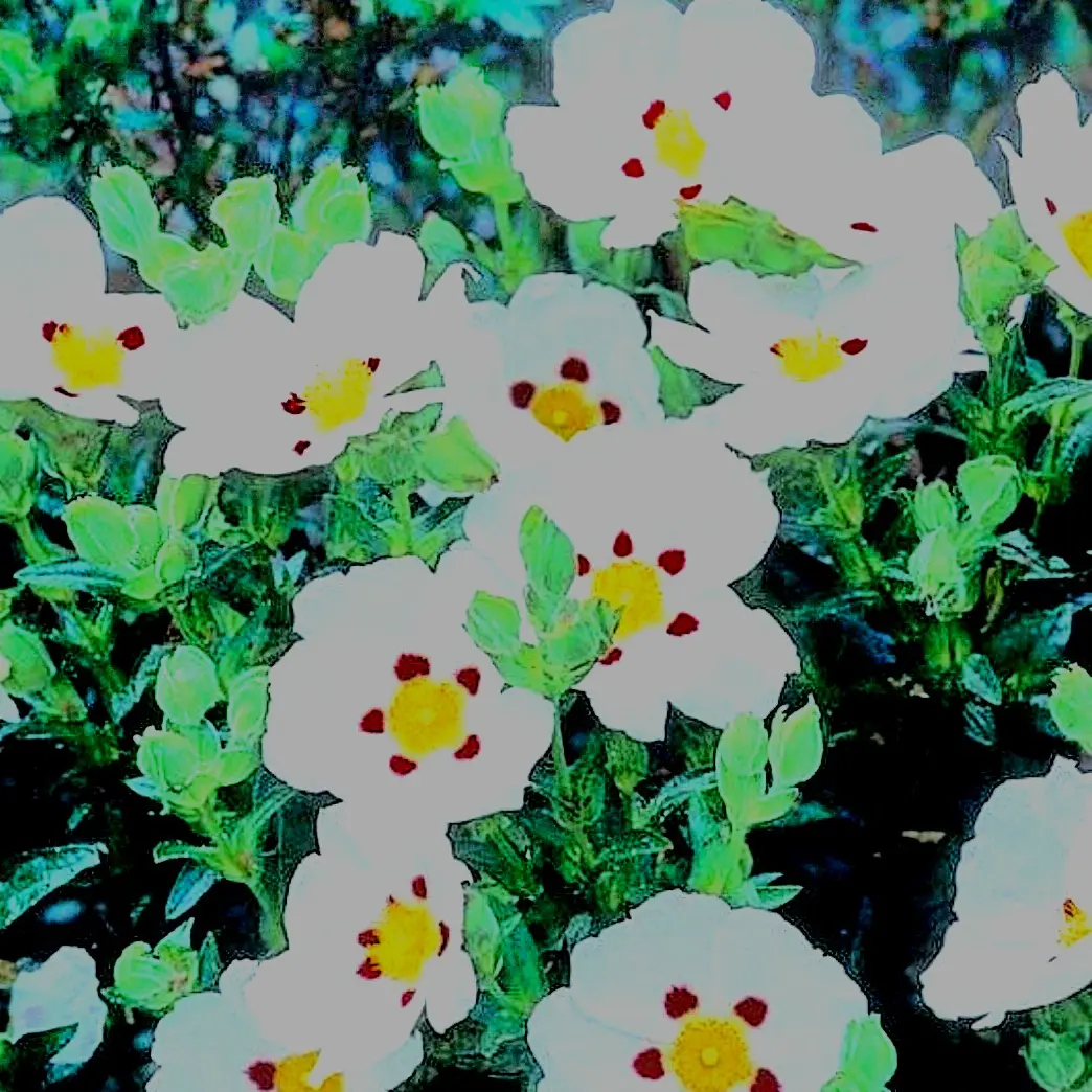 Lemonbee의 CISTUS