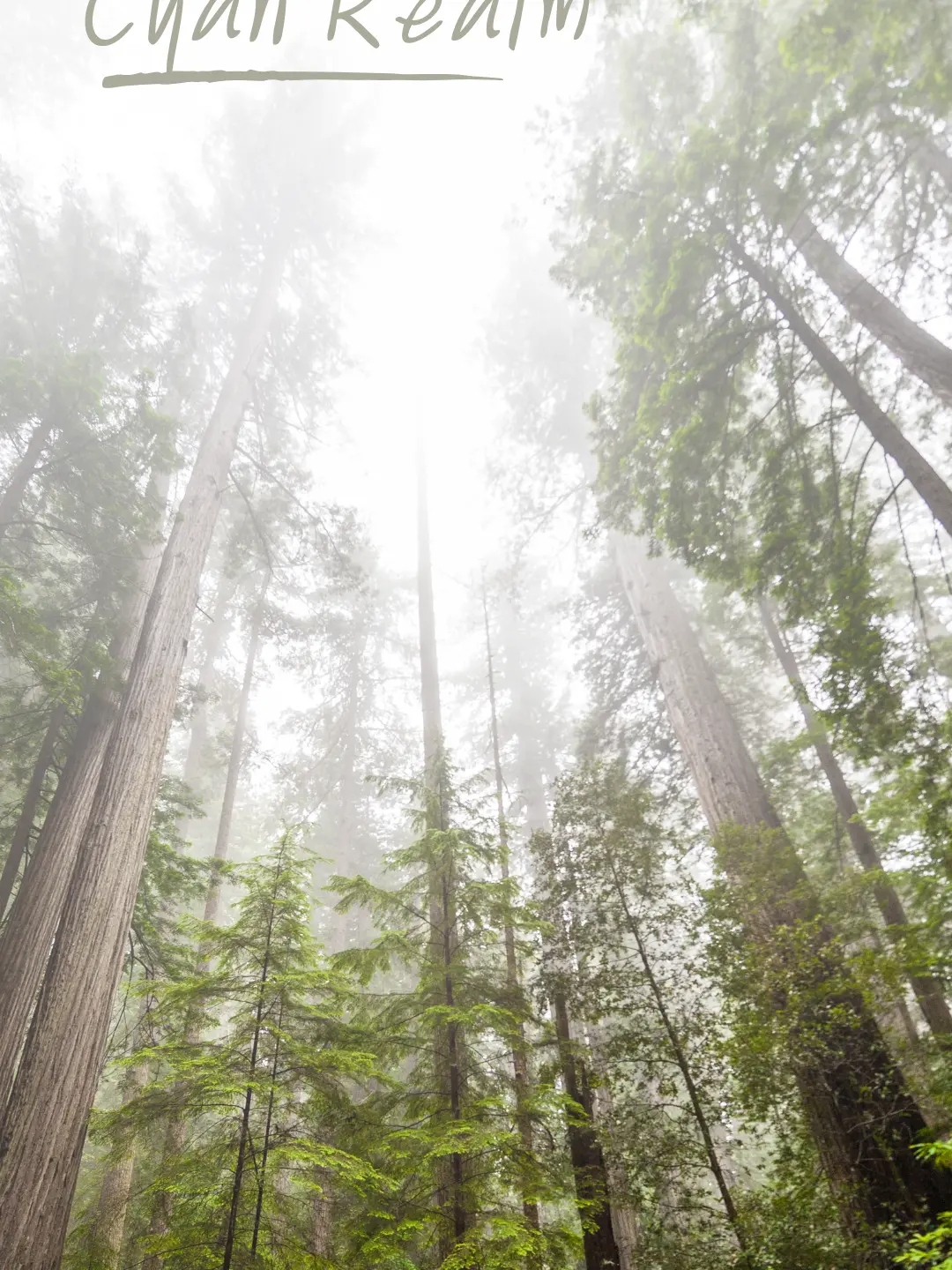 AptStar9964의 요정의 보금자리-Cyan Realm