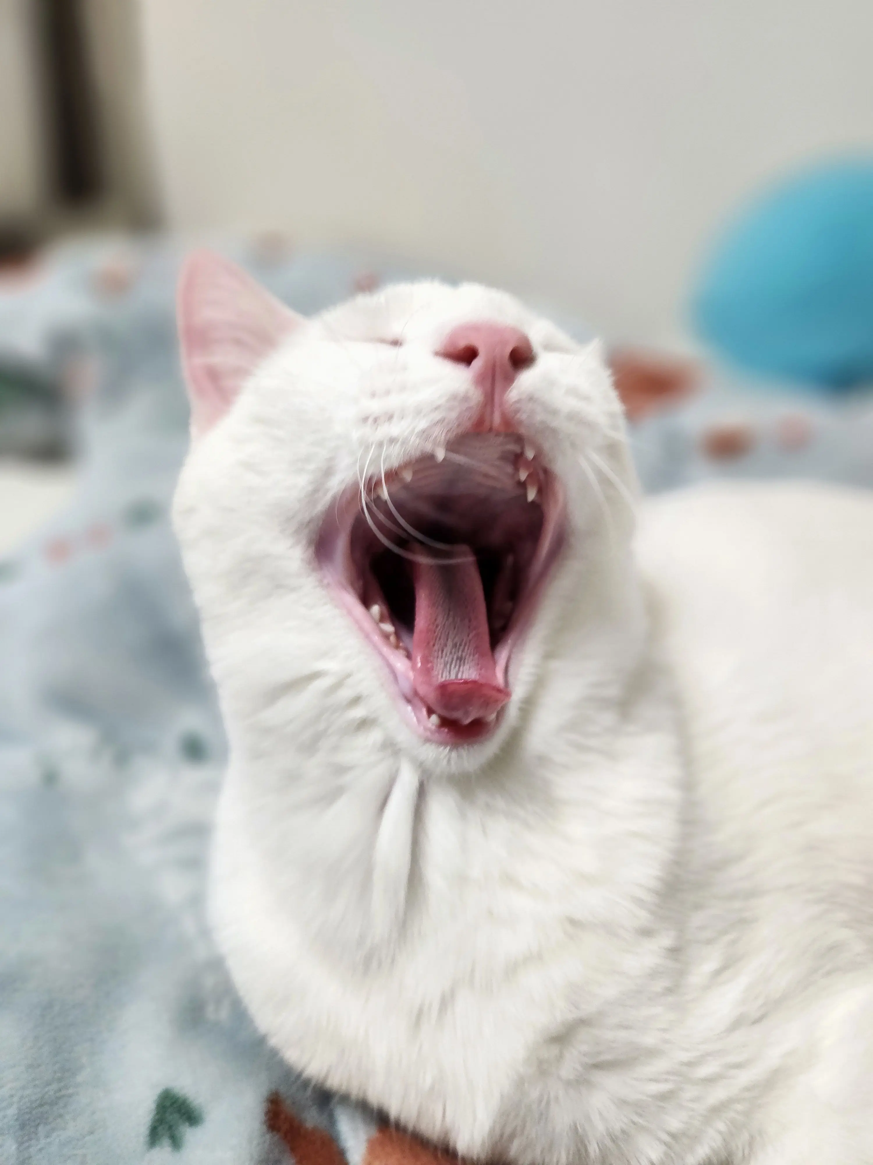 MeekVideo6974의 고양이가 사춘기가 왔다