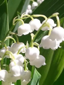 Lily_of_the_Valley_1의 초능력 은방울꽃 고등학교