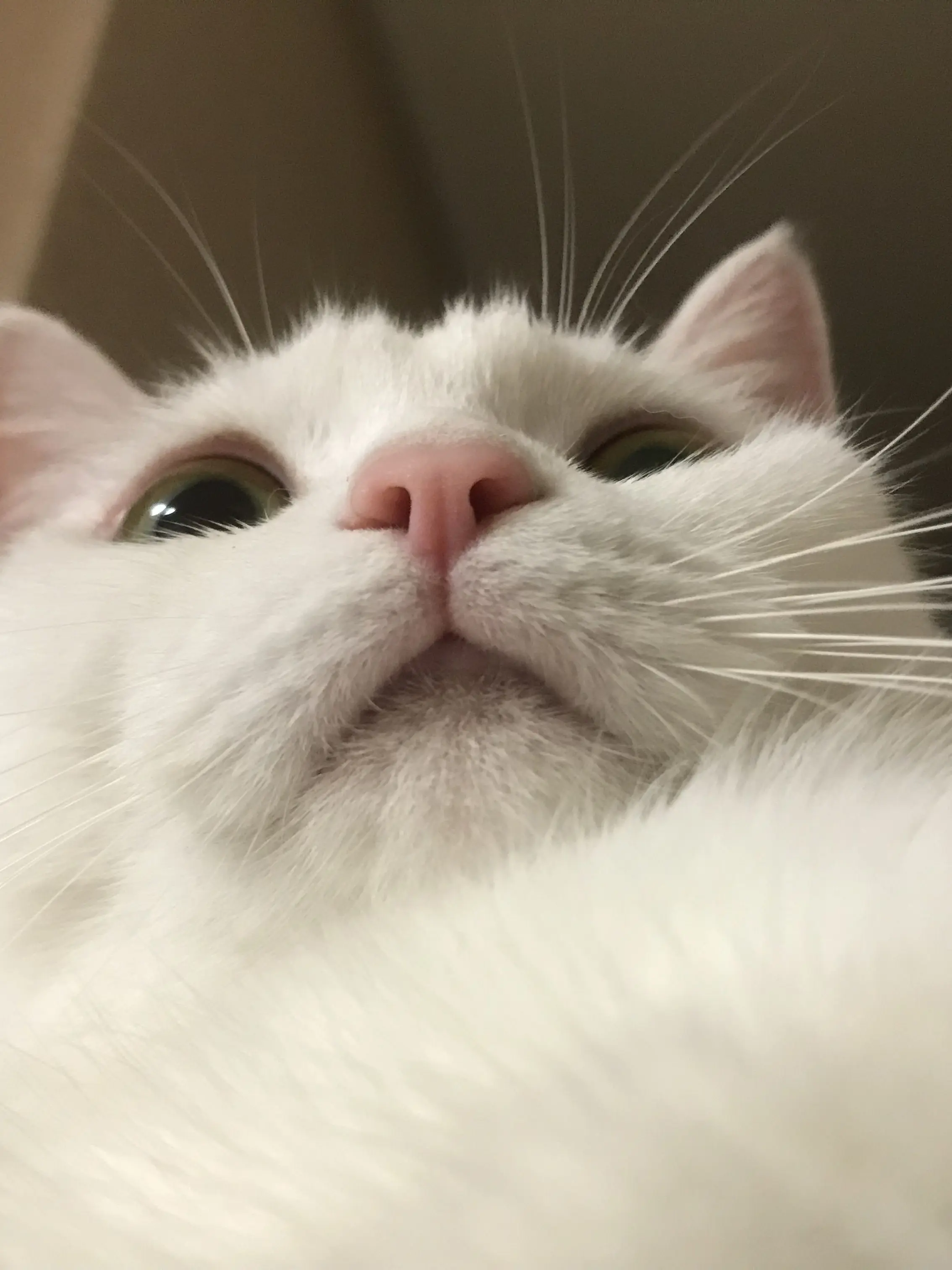 Juhei의 고양이