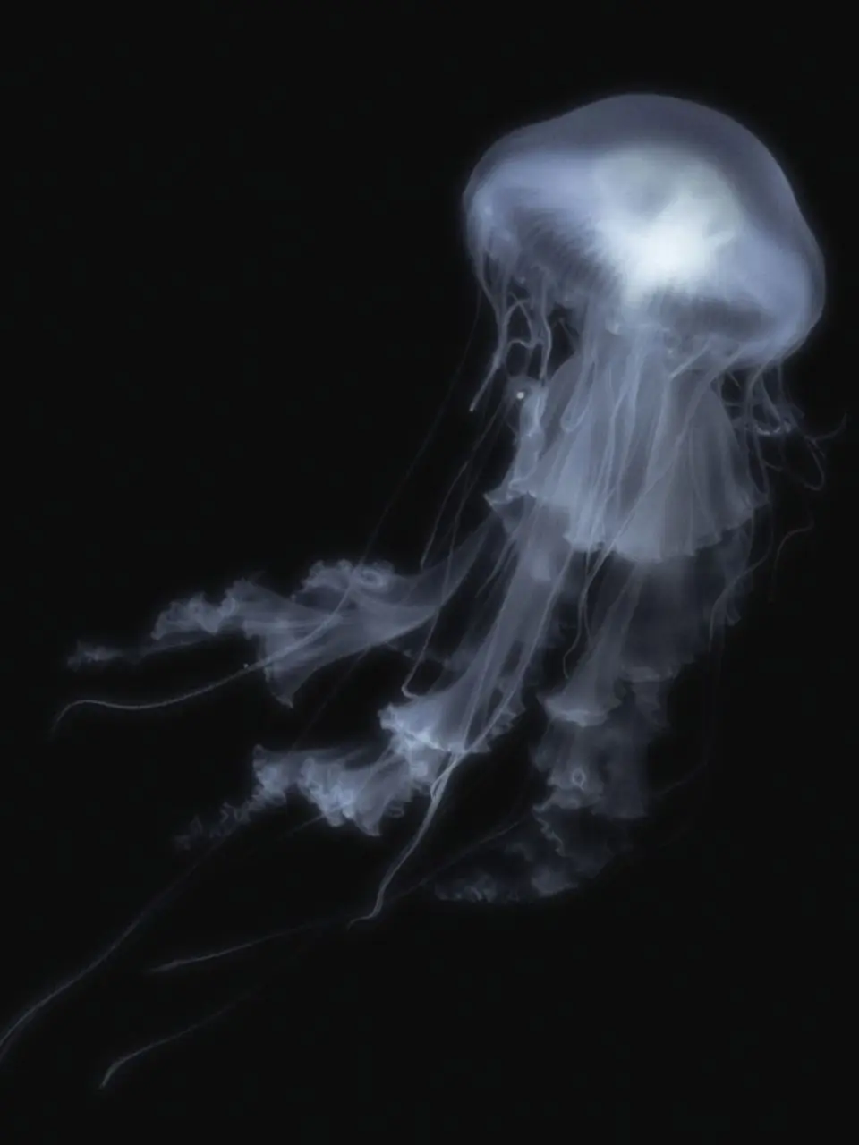 still_slowly의 죽지 않을 수 있는 해파리가 있대.