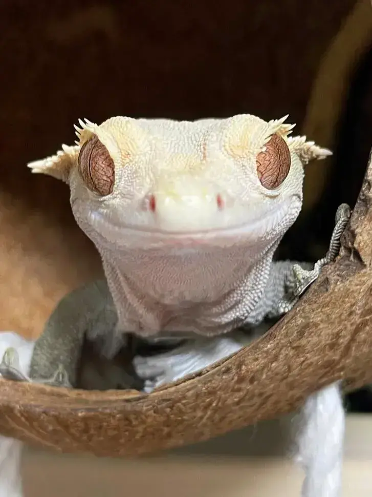 ConvexFan2443의 두몽이네 마뱀이들