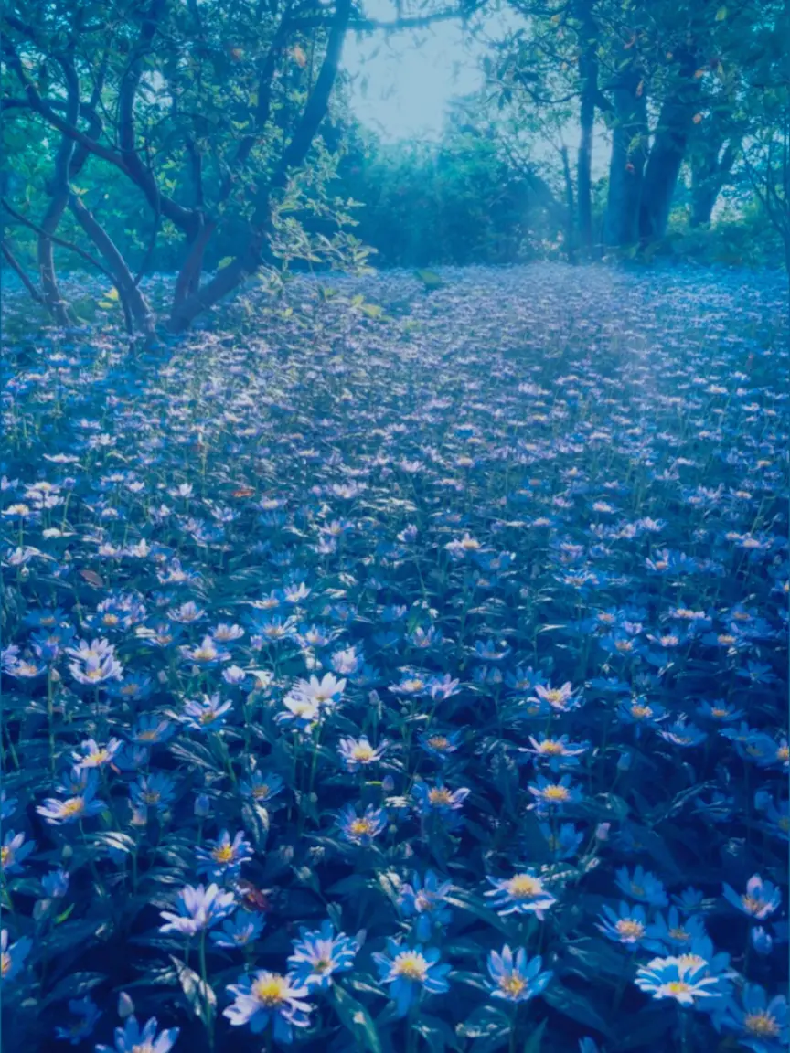 nyokinn1119의 The Spring Light Will Surely
