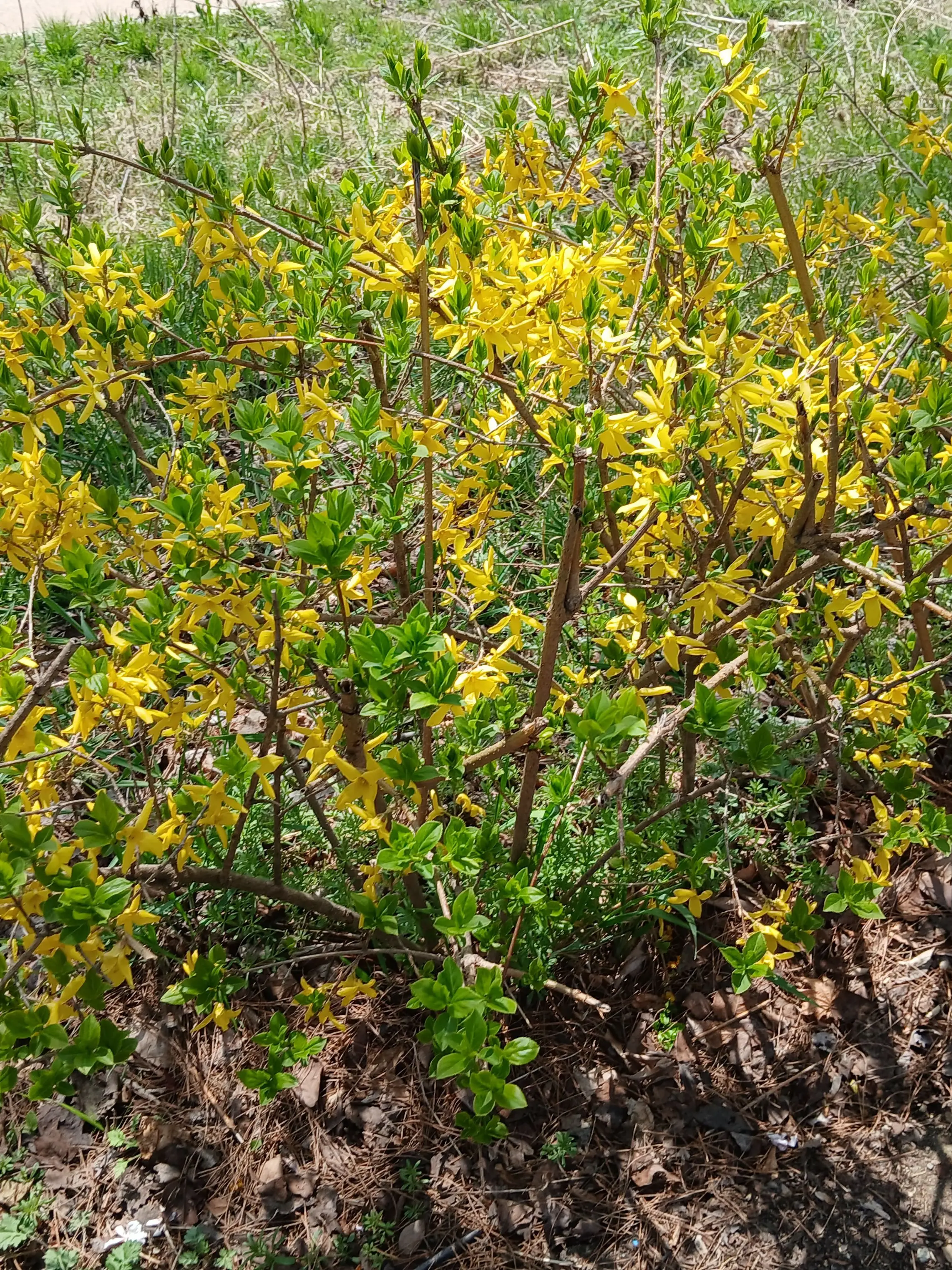 ThickStudy0096의 가장 좋아하는 애니메이션에 들어가자~