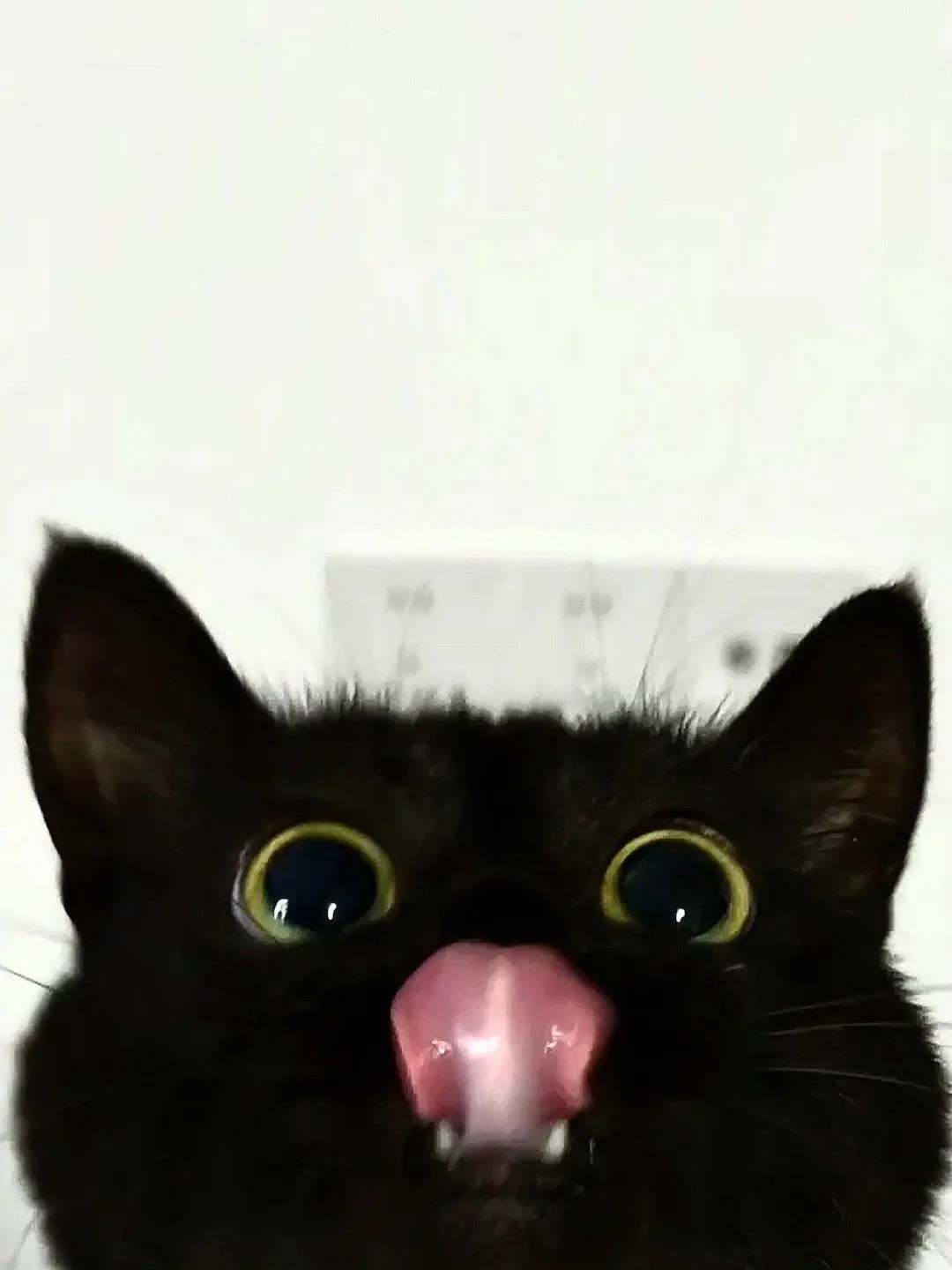 Nyangsm의 까칠 싸가지 깜고