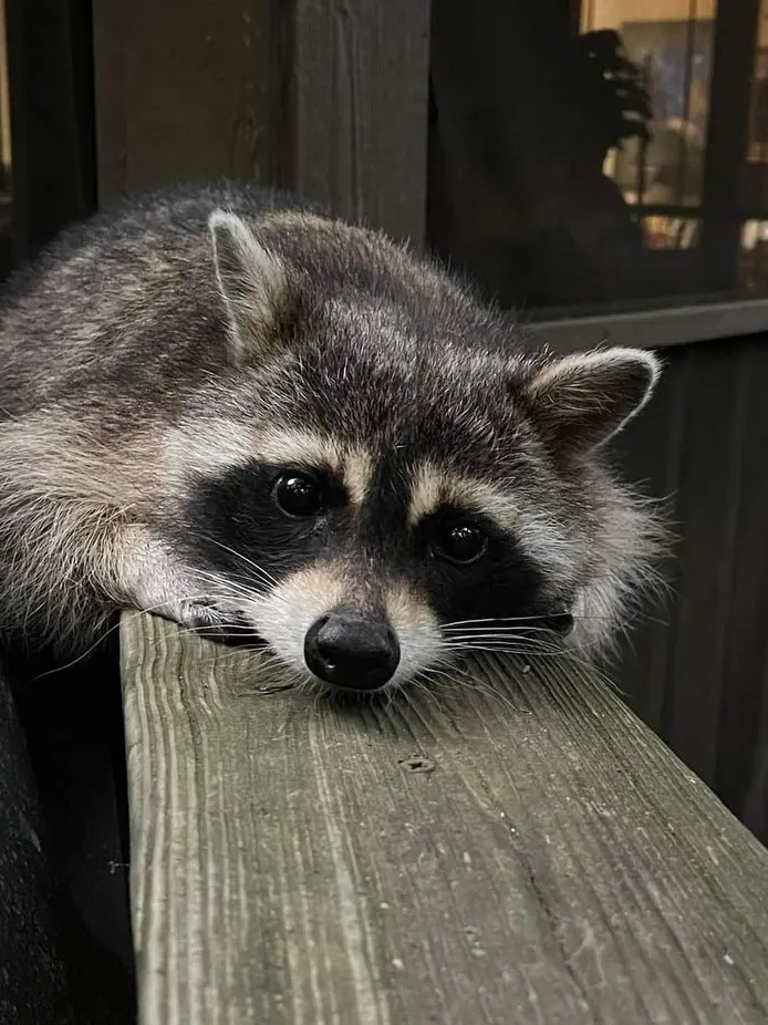 HO_815227의 チョ・ウォンサン