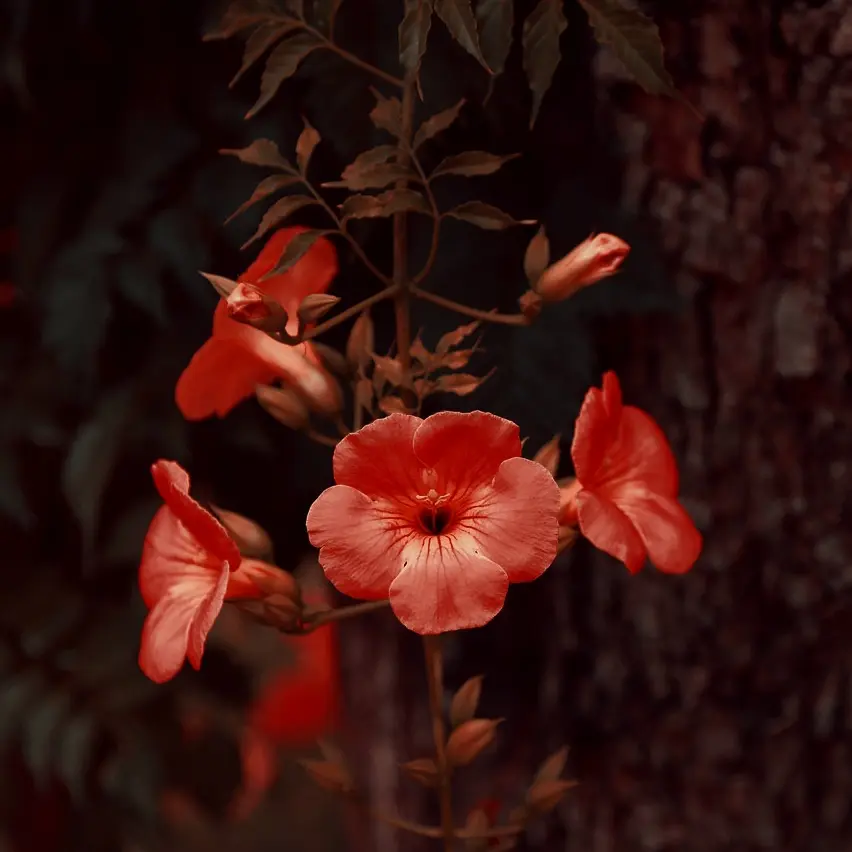 iamHari_1212의 능소화(凌霄花)