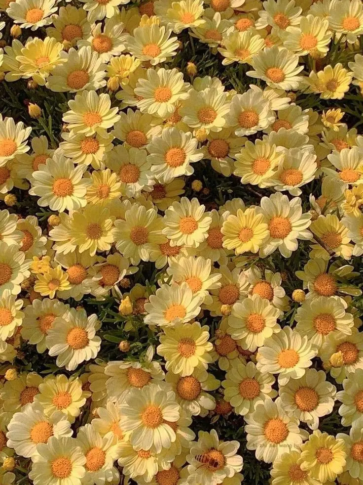 cho_9999의 ⟡-わんぱく天使さん