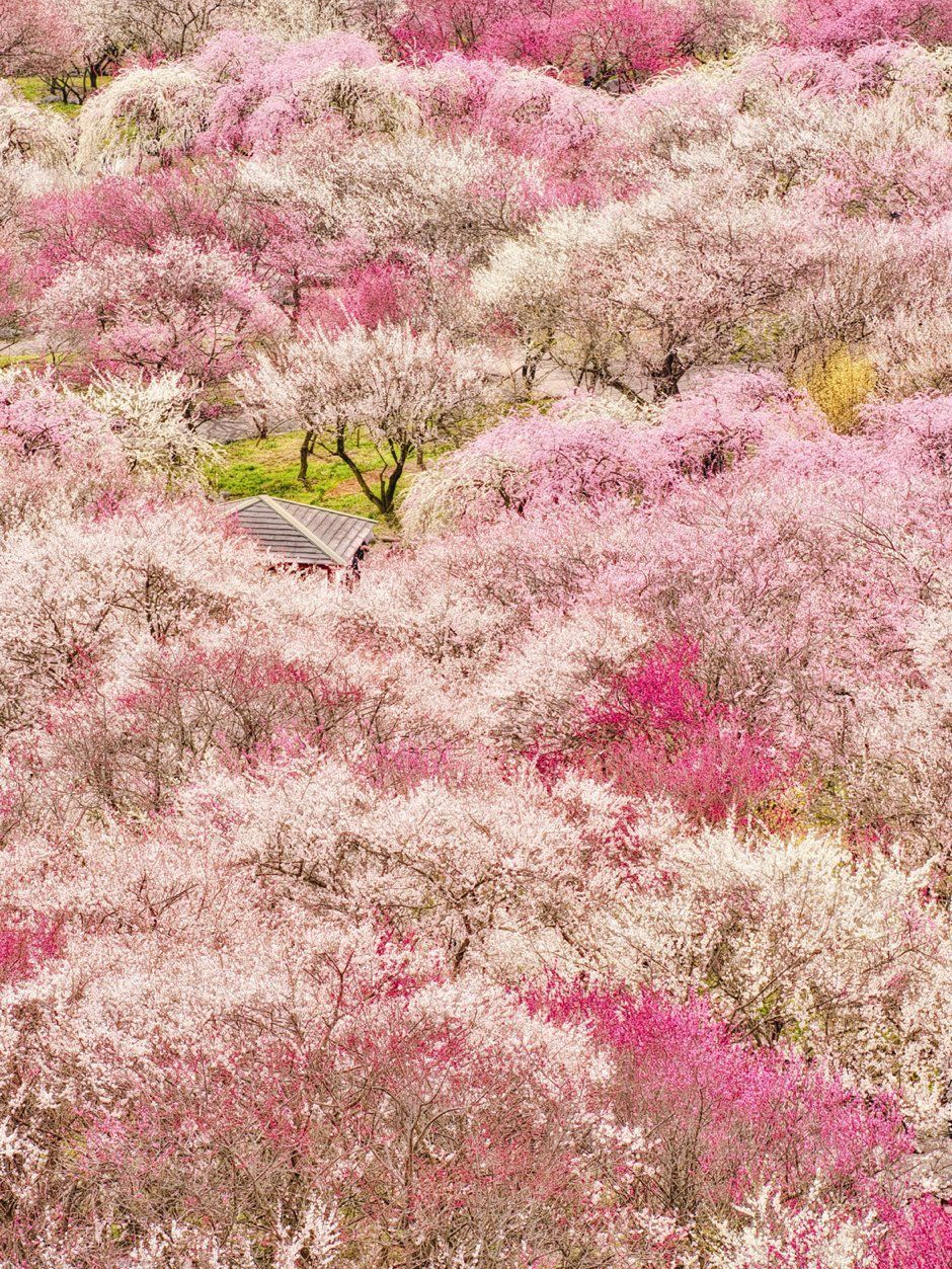 賞春 대표 이미지