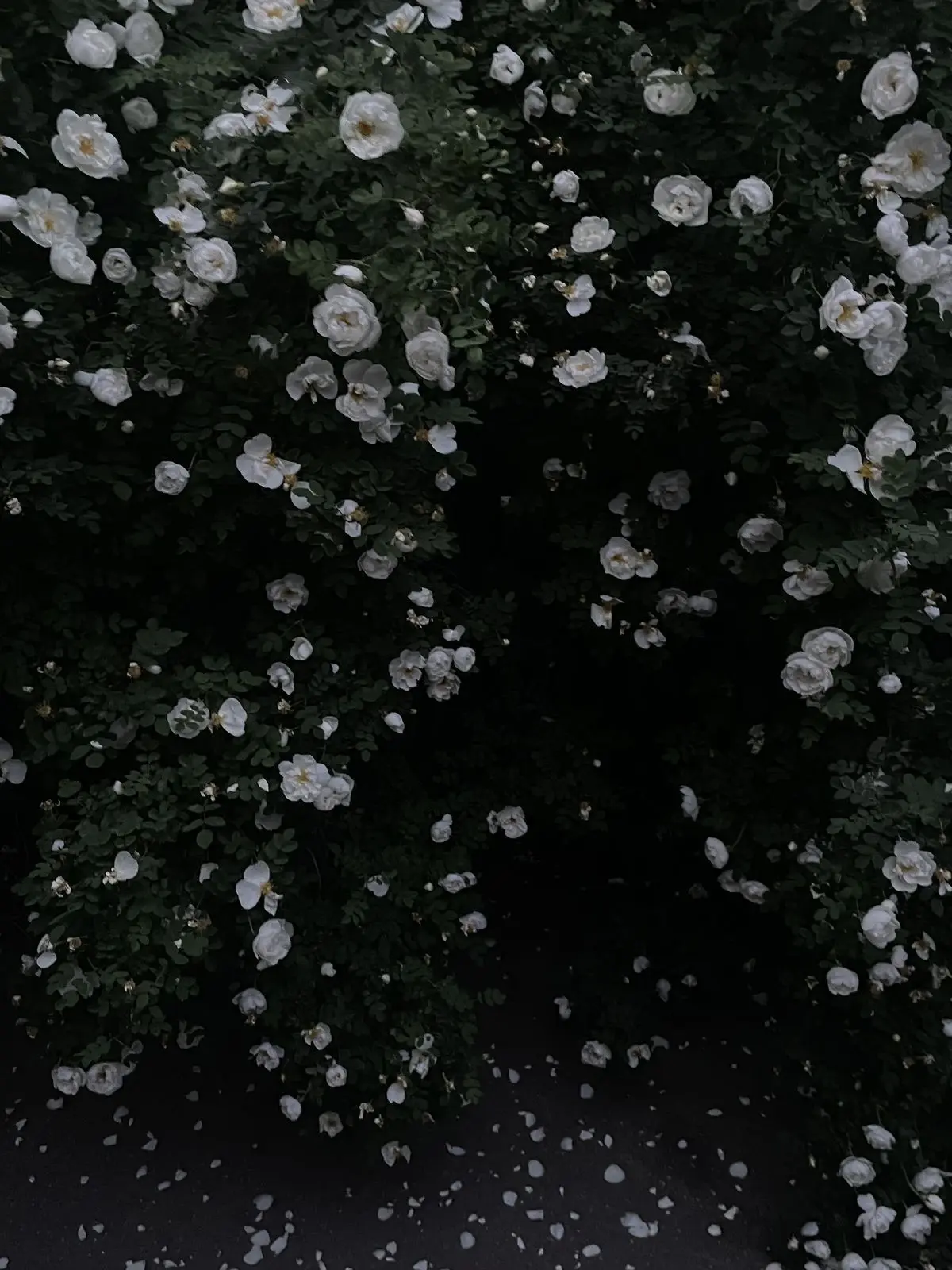 GoodNiece4490의 📱📕