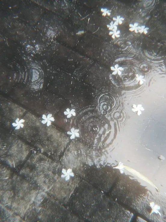 ny0a_3의 いちばんにしろ！