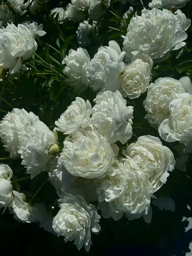 Gojo0246의 한지성