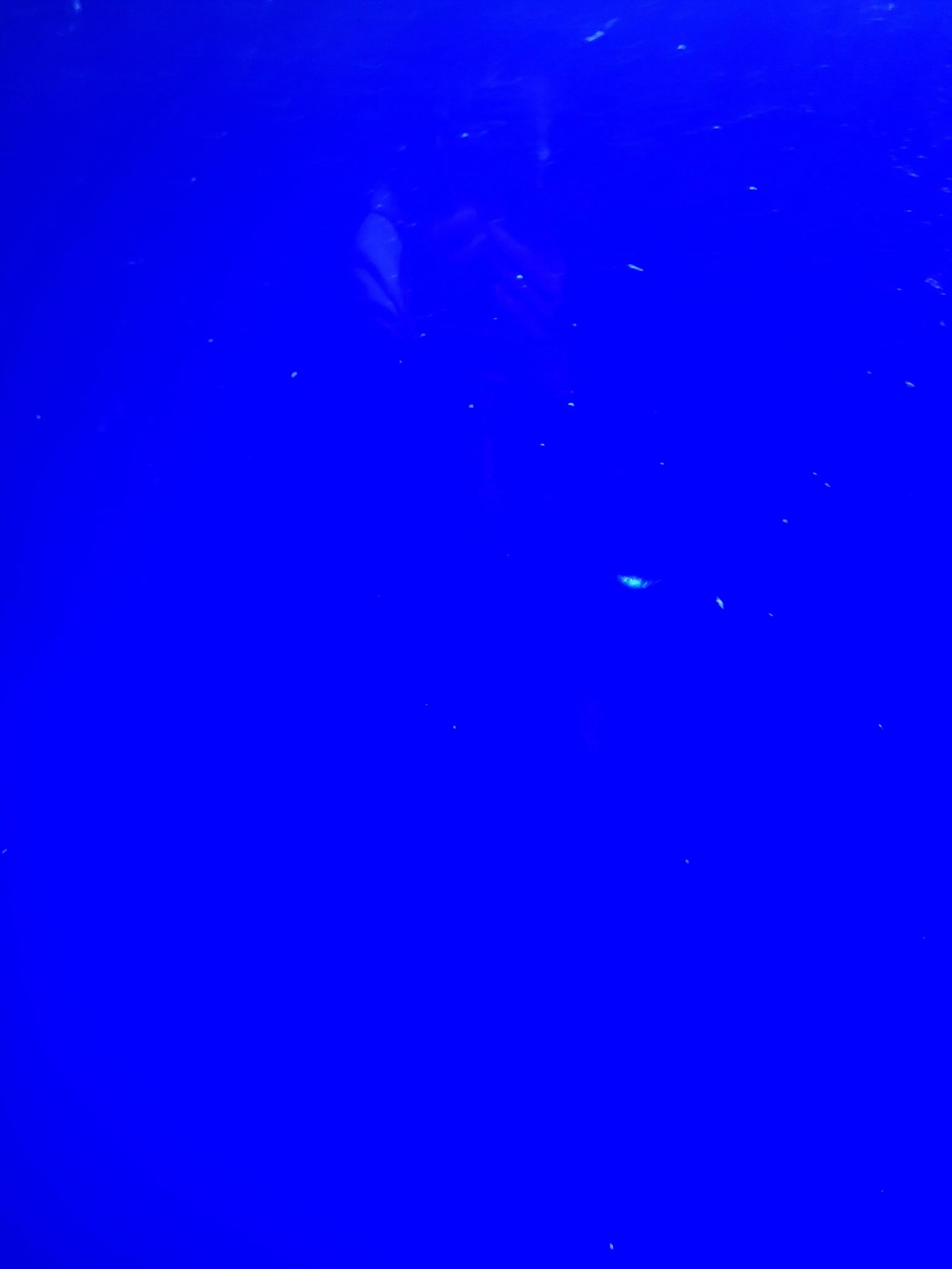 FarShoes1116의 貴方の犬ことブリ子