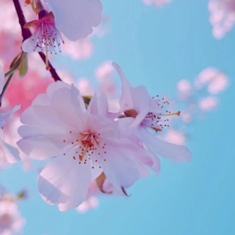리레볼루션, 다시.