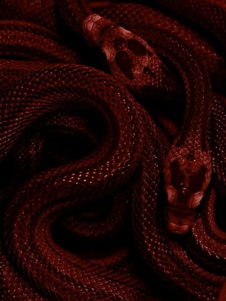 1_00의 페리노 바르타쥬