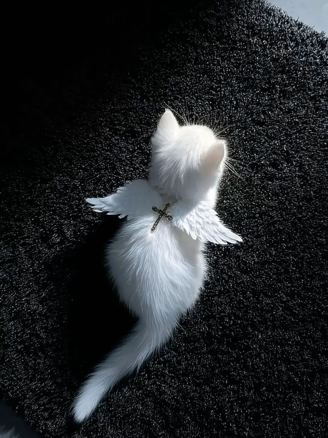 CrispyCode0210의 あのお家の猫ちゃん