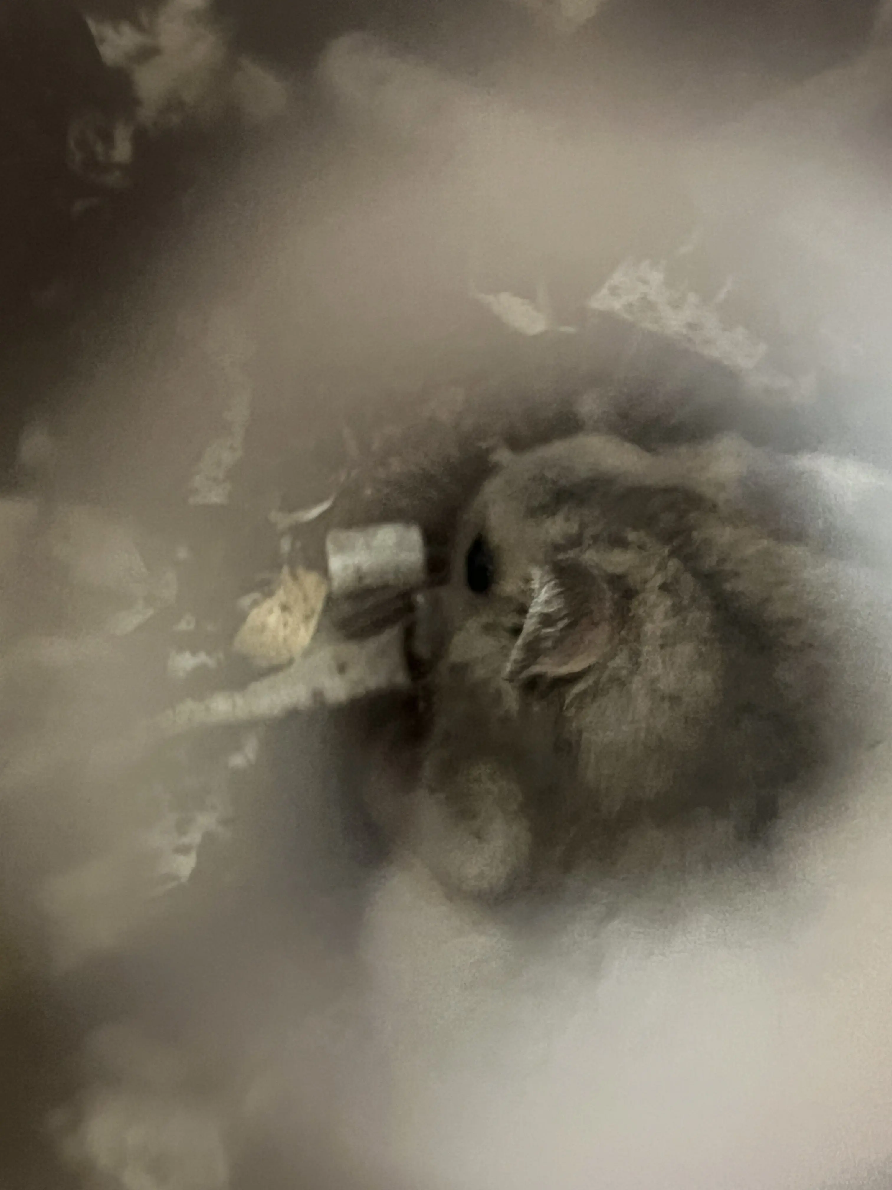 WindyBrush2074의 김된모 팬미팅 존예녀 is you🙈