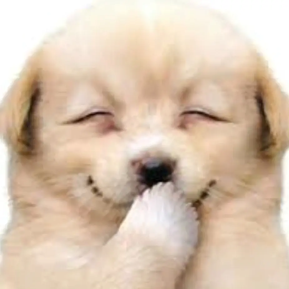 ProudCat3477의 투바투와 김여우