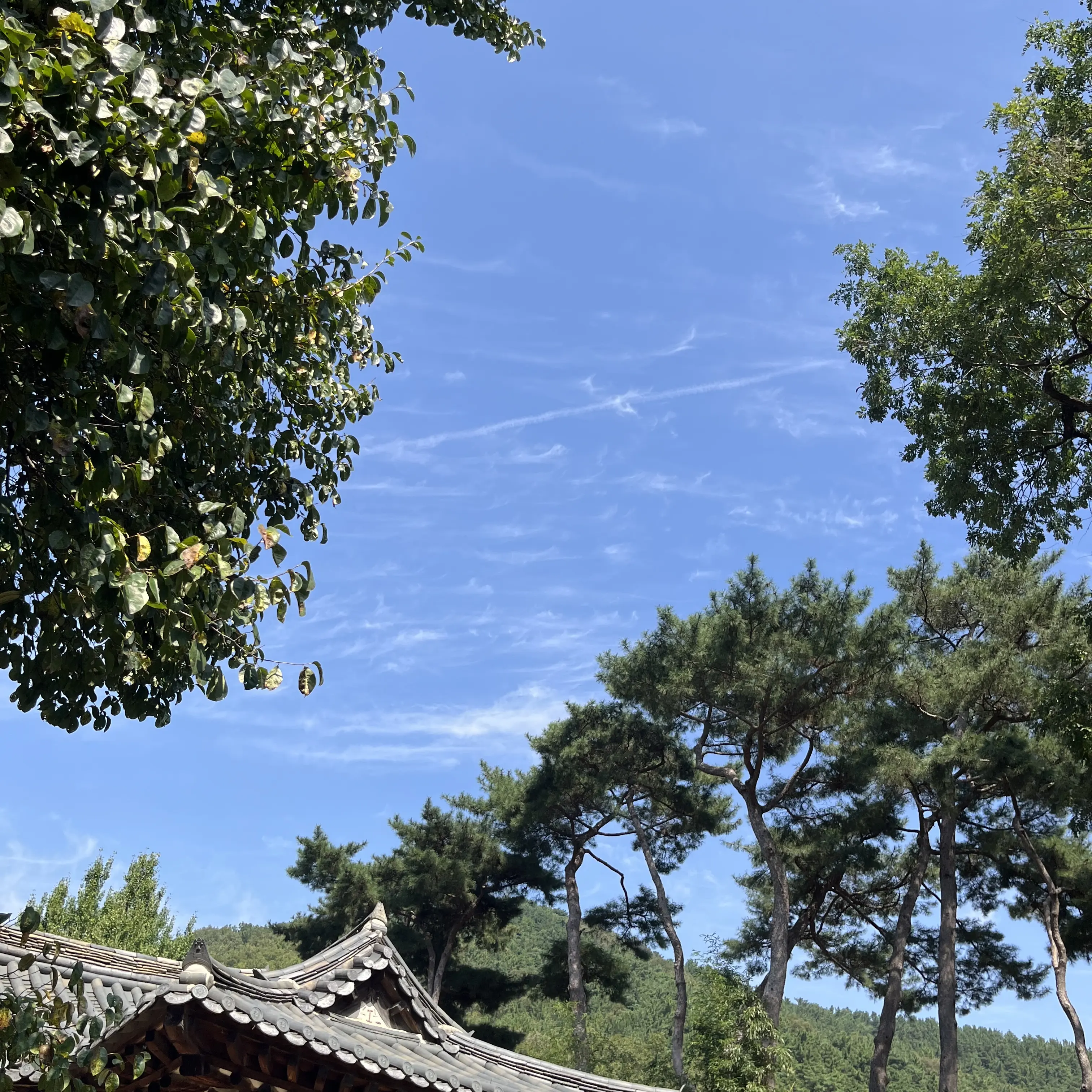 Lill1107의 아기가 된 유기사(님)