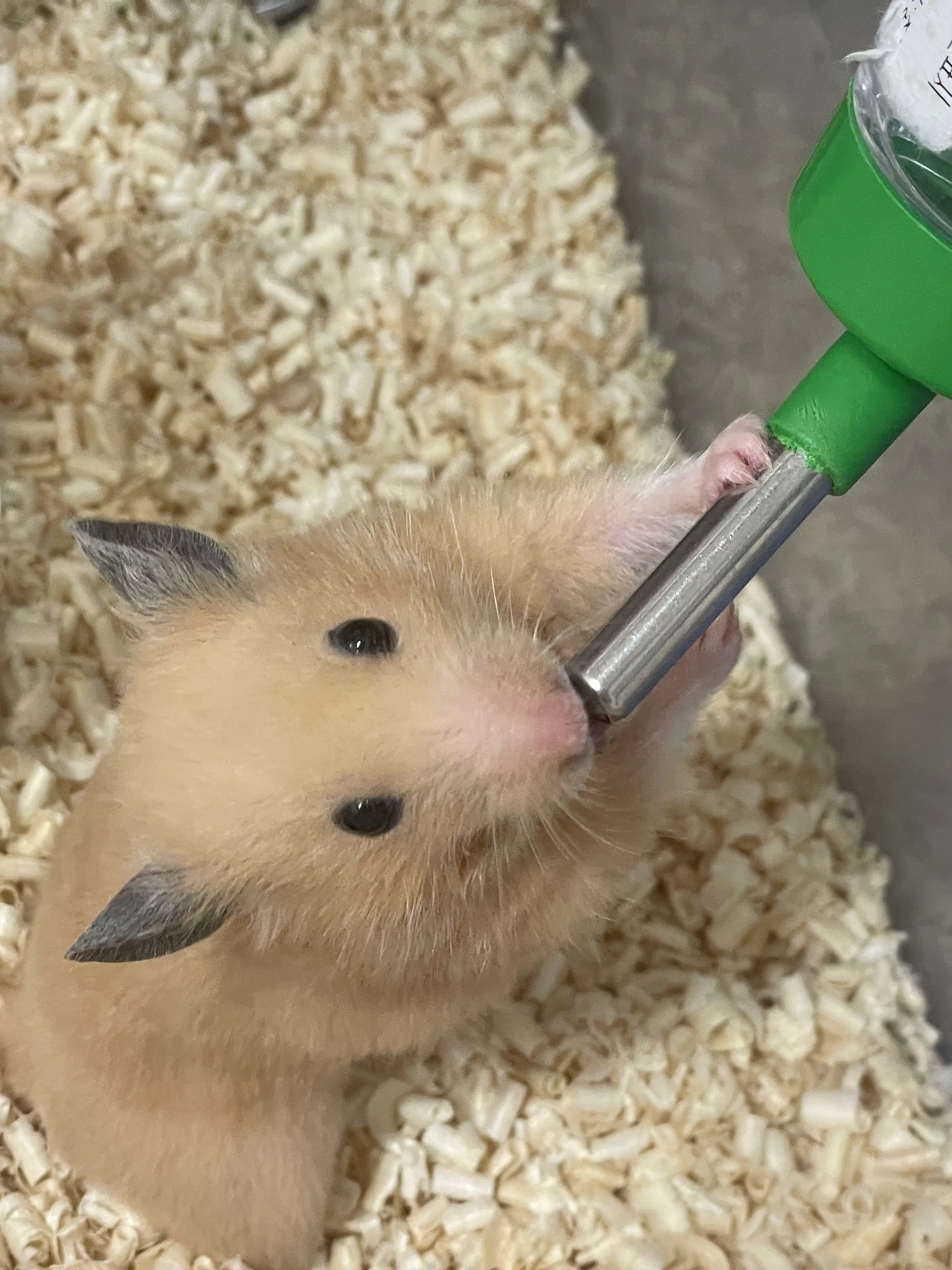 Melody221의 골든햄스터 인간 모습의 여자아이로?