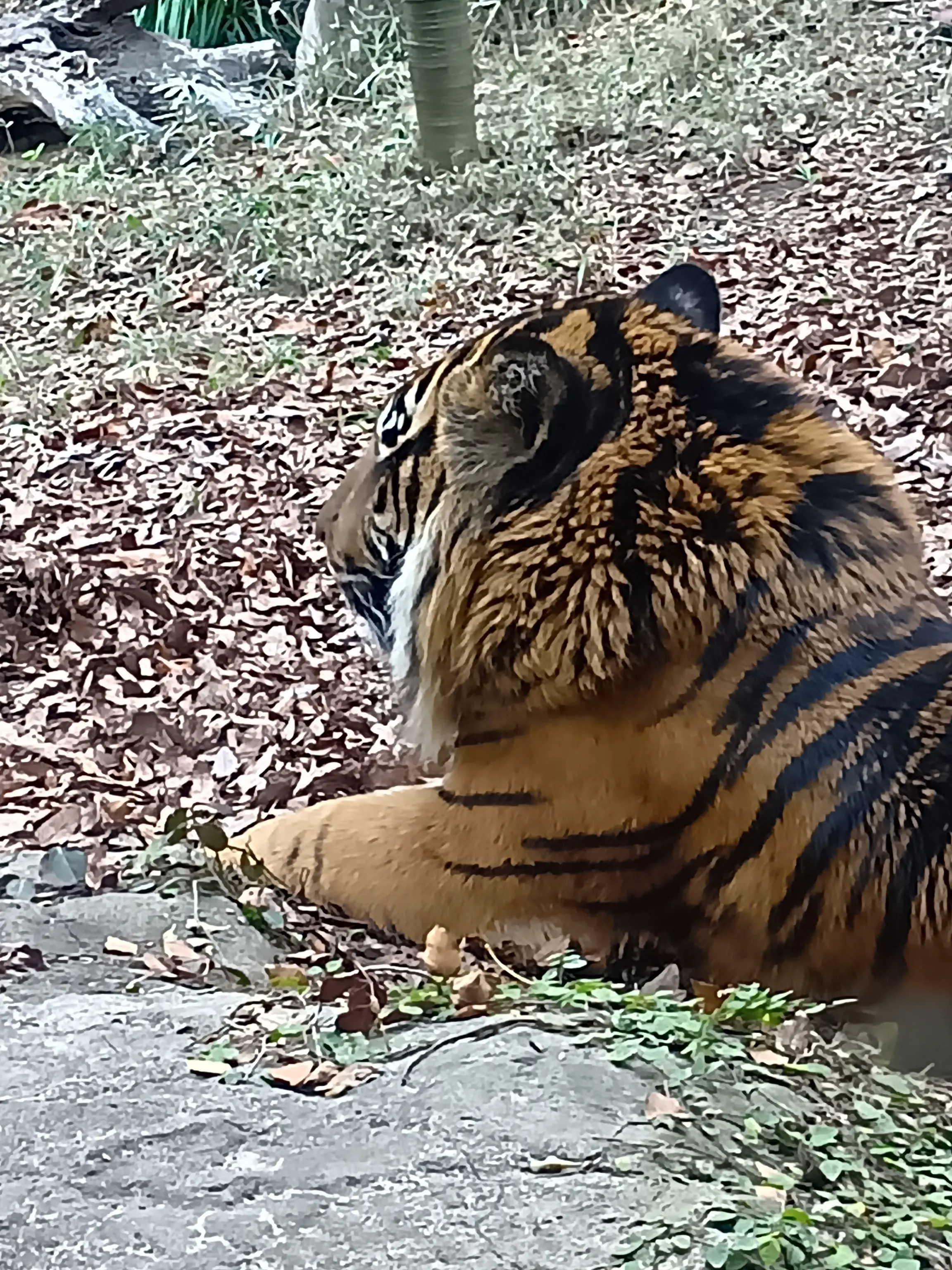 TOMATOtabetae의 なぜか目の前にトラがいる！？